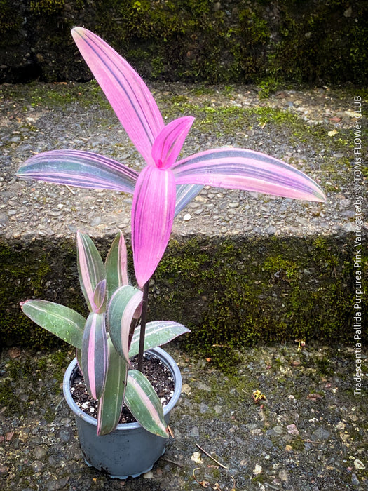 Tradescantia Pallida Purpurea Pink Variegata, organically grown tropical plants for sale at TOMs FLOWer CLUB, indoor plants, outdoor plants, purport, violet, Zimmerpflanzen, Rarität, rare plants, foliage plants, panaschiert, pink, burgundy leaf