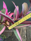 Tradescantia Pallida Purpurea Pink Variegata, organically grown tropical plants for sale at TOMs FLOWer CLUB, indoor plants, outdoor plants, purport, violet, Zimmerpflanzen, Rarität, rare plants, foliage plants, panaschiert, pink, burgundy leaf