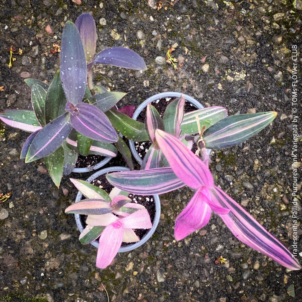 Tradescantia Pallida Purpurea Pink Variegata