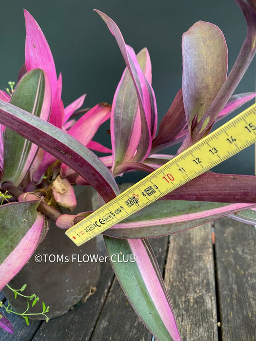 Tradescantia Pallida Purpurea Pink Variegata, organically grown tropical plants for sale at TOMs FLOWer CLUB, indoor plants, outdoor plants, purport, violet, Zimmerpflanzen, Rarität, rare plants, foliage plants, panaschiert, pink, burgundy leaf