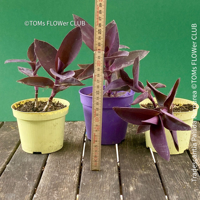 Tradescantia Pallida Purpurea, Spiderwort, Gottesauge, Wegerich, organically grown tropical plants for sale at TOMs FLOWer CLUB, burgundy plants, sun loving plants, Zimmerpflanze, foliage, burgundy foliage, farbige Pflanzen.