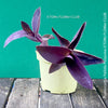 Tradescantia Pallida Purpurea, Spiderwort, Gottesauge, Wegerich, organically grown tropical plants for sale at TOMs FLOWer CLUB, burgundy plants, sun loving plants, Zimmerpflanze, foliage, burgundy foliage, farbige Pflanzen.