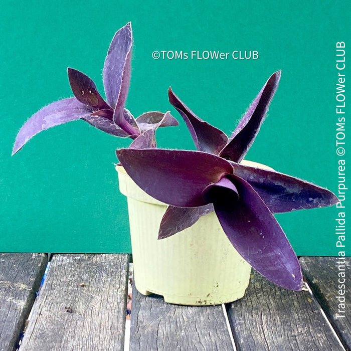 Tradescantia Pallida Purpurea, Spiderwort, Gottesauge, Wegerich, organically grown tropical plants for sale at TOMs FLOWer CLUB, burgundy plants, sun loving plants, Zimmerpflanze, foliage, burgundy foliage, farbige Pflanzen.