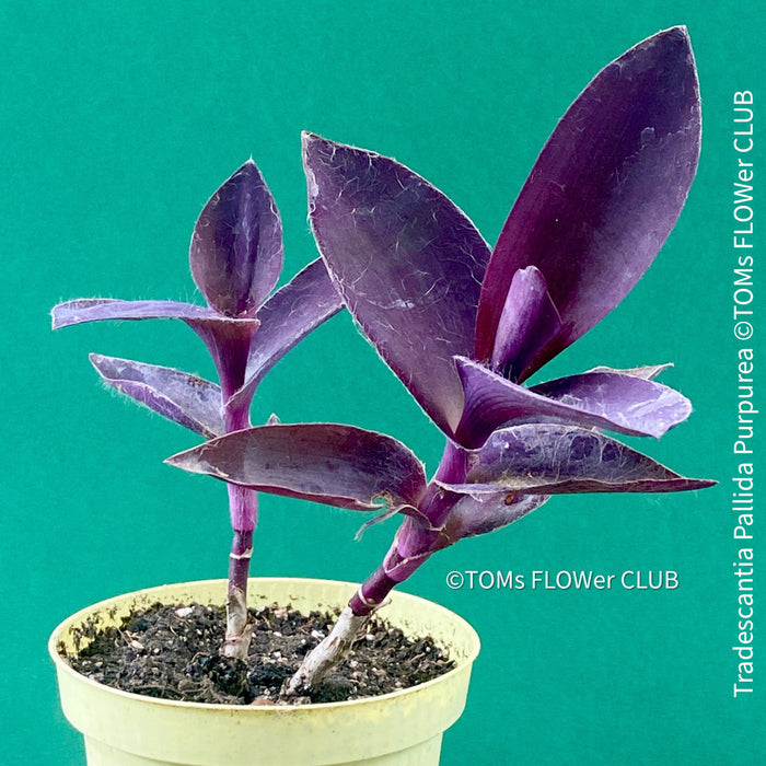 Tradescantia Pallida Purpurea, Spiderwort, Gottesauge, Wegerich, organically grown tropical plants for sale at TOMs FLOWer CLUB, burgundy plants, sun loving plants, Zimmerpflanze, foliage, burgundy foliage, farbige Pflanzen.