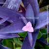 Tradescantia Pallida Purpurea, Spiderwort, Gottesauge, Wegerich, organically grown tropical plants for sale at TOMs FLOWer CLUB, burgundy plants, sun loving plants, Zimmerpflanze, foliage, burgundy foliage, farbige Pflanzen.