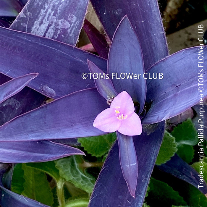 Tradescantia Pallida Purpurea, Spiderwort, Gottesauge, Wegerich, organically grown tropical plants for sale at TOMs FLOWer CLUB, burgundy plants, sun loving plants, Zimmerpflanze, foliage, burgundy foliage, farbige Pflanzen.