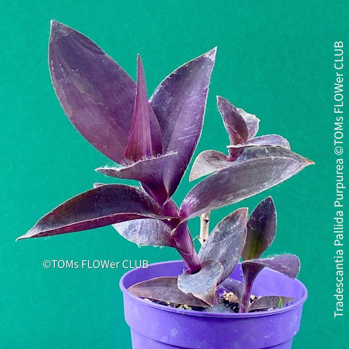 Tradescantia Pallida Purpurea, Spiderwort, Gottesauge, Wegerich, organically grown tropical plants for sale at TOMs FLOWer CLUB, burgundy plants, sun loving plants, Zimmerpflanze, foliage, burgundy foliage, farbige Pflanzen.