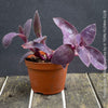 Tradescantia Pallida Purpurea, Spiderwort, Gottesauge, Wegerich, organically grown tropical plants for sale at TOMs FLOWer CLUB, burgundy plants, sun loving plants, Zimmerpflanze, foliage, burgundy foliage, farbige Pflanzen.