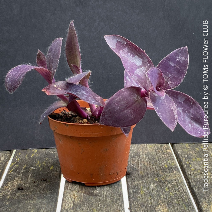 Tradescantia Pallida Purpurea, Spiderwort, Gottesauge, Wegerich, organically grown tropical plants for sale at TOMs FLOWer CLUB, burgundy plants, sun loving plants, Zimmerpflanze, foliage, burgundy foliage, farbige Pflanzen.