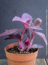 Tradescantia Pallida Purpurea, Spiderwort, Gottesauge, Wegerich, organically grown tropical plants for sale at TOMs FLOWer CLUB, burgundy plants, sun loving plants, Zimmerpflanze, foliage, burgundy foliage, farbige Pflanzen.