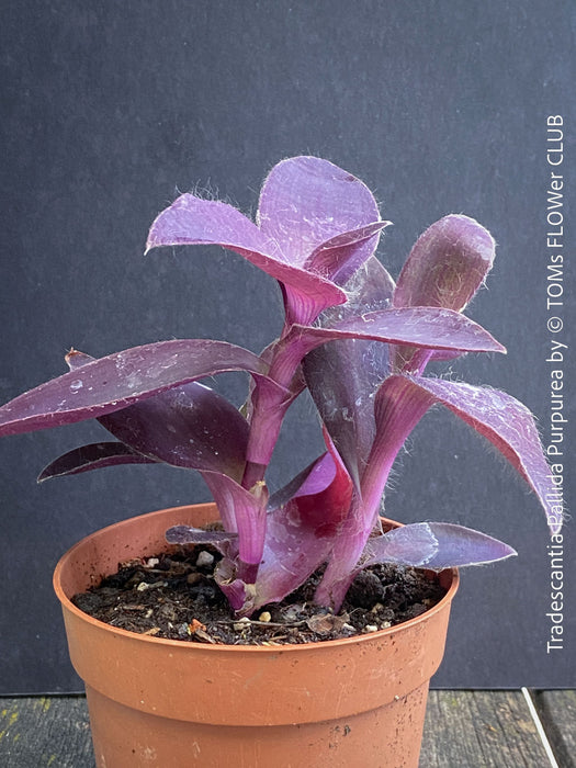 Tradescantia Pallida Purpurea, Spiderwort, Gottesauge, Wegerich, organically grown tropical plants for sale at TOMs FLOWer CLUB, burgundy plants, sun loving plants, Zimmerpflanze, foliage, burgundy foliage, farbige Pflanzen.