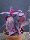 Tradescantia Pallida Purpurea, Spiderwort, Gottesauge, Wegerich, organically grown tropical plants for sale at TOMs FLOWer CLUB, burgundy plants, sun loving plants, Zimmerpflanze, foliage, burgundy foliage, farbige Pflanzen.