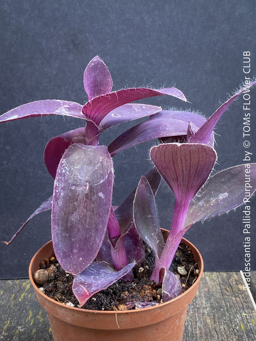 Tradescantia Pallida Purpurea, Spiderwort, Gottesauge, Wegerich, organically grown tropical plants for sale at TOMs FLOWer CLUB, burgundy plants, sun loving plants, Zimmerpflanze, foliage, burgundy foliage, farbige Pflanzen.