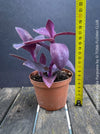Tradescantia Pallida Purpurea, Spiderwort, Gottesauge, Wegerich, organically grown tropical plants for sale at TOMs FLOWer CLUB, burgundy plants, sun loving plants, Zimmerpflanze, foliage, burgundy foliage, farbige Pflanzen.