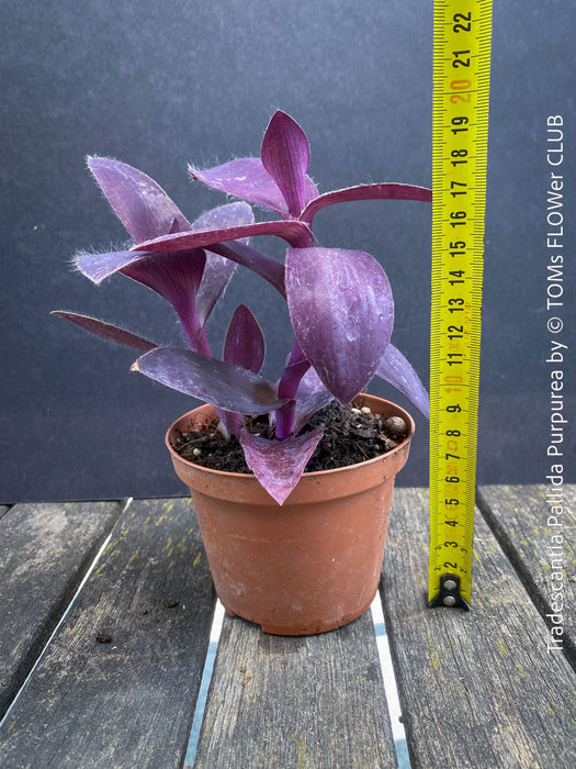 Tradescantia Pallida Purpurea, Spiderwort, Gottesauge, Wegerich, organically grown tropical plants for sale at TOMs FLOWer CLUB, burgundy plants, sun loving plants, Zimmerpflanze, foliage, burgundy foliage, farbige Pflanzen.
