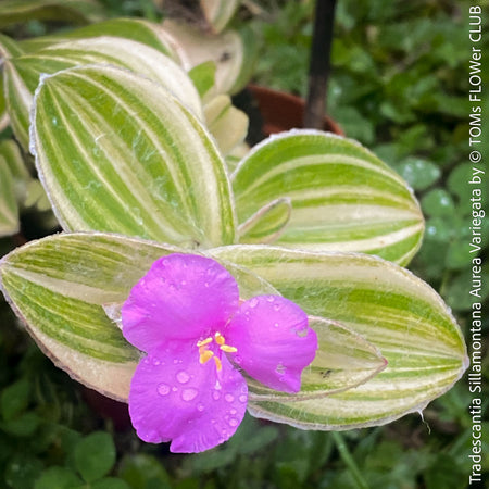 Tradescantia Sillamontana Aurea Variegata for Sale at TOMs FLOWer CLUB, Fuzzy Leaf Tradescantia