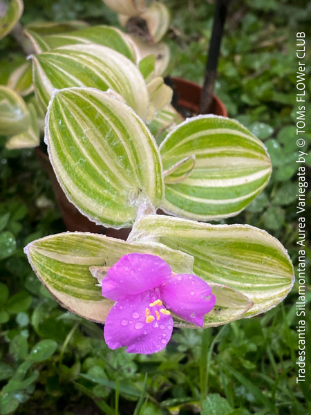 Tradescantia Sillamontana Aurea Variegata for Sale at TOMs FLOWer CLUB, Fuzzy Leaf Tradescantia