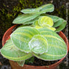 Tradescantia Sillamontana Aurea Variegata for Sale at TOMs FLOWer CLUB, Fuzzy Leaf Tradescantia