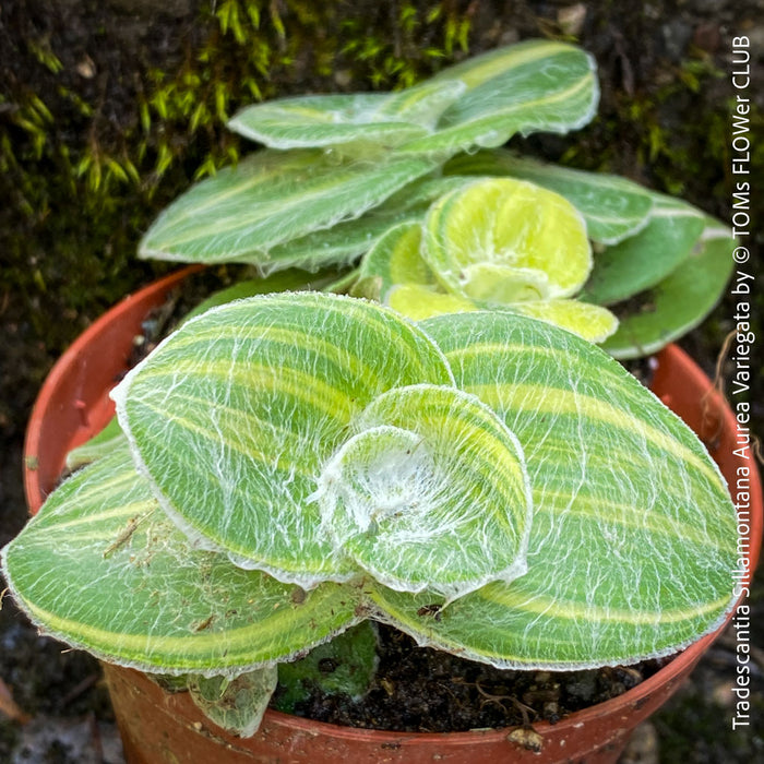 Tradescantia Sillamontana Aurea Variegata for Sale at TOMs FLOWer CLUB, Fuzzy Leaf Tradescantia