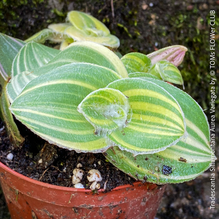 Tradescantia Sillamontana Aurea Variegata for Sale at TOMs FLOWer CLUB, Fuzzy Leaf Tradescantia