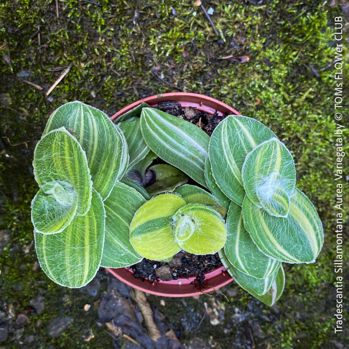 Tradescantia Sillamontana Aurea Variegata for Sale at TOMs FLOWer CLUB, Fuzzy Leaf Tradescantia