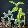 Tradescantia Sillamontana Aurea Variegata for Sale at TOMs FLOWer CLUB, Fuzzy Leaf Tradescantia