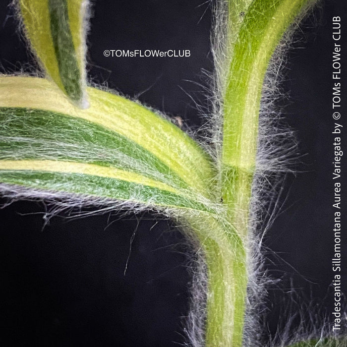 Tradescantia Sillamontana Aurea Variegata for Sale at TOMs FLOWer CLUB, Fuzzy Leaf Tradescantia