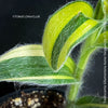 Tradescantia Sillamontana Aurea Variegata for Sale at TOMs FLOWer CLUB, Fuzzy Leaf Tradescantia