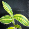 Tradescantia Sillamontana Aurea Variegata for Sale at TOMs FLOWer CLUB, Fuzzy Leaf Tradescantia