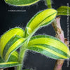 Tradescantia Sillamontana Aurea Variegata for Sale at TOMs FLOWer CLUB, Fuzzy Leaf Tradescantia
