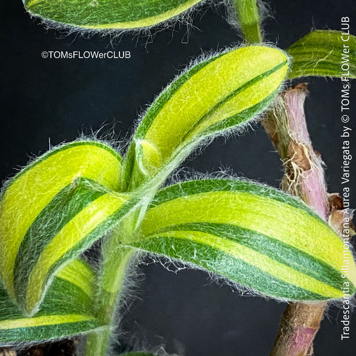 Tradescantia Sillamontana Aurea Variegata for Sale at TOMs FLOWer CLUB, Fuzzy Leaf Tradescantia