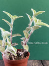 Tradescantia Sillamontana for Sale Fuzzy Leaf Tradescantia Unique Houseplant Variety Indoor Plant Shopping TOMs FLOWer CLUB Collection Exotic Plant Selection Indoor Plant Decor Easy Care Houseplant Trailing Plant Species Decorative Foliage Plant Indoor Plant Enthusiasts Stylish Plant Decor Rare and Unusual Plants Colorful Indoor Plants Succulent-Like Tradescantia Low-Maintenance Plants Trendy Indoor Greenery Exquisite Leaf Texture Leafy Green Beauties Indoor Plant Treasures