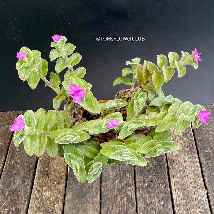 Tradescantia Sillamontana for Sale Fuzzy Leaf Tradescantia Unique Houseplant Variety Indoor Plant Shopping TOMs FLOWer CLUB Collection Exotic Plant Selection Indoor Plant Decor Easy Care Houseplant Trailing Plant Species Decorative Foliage Plant Indoor Plant Enthusiasts Stylish Plant Decor Rare and Unusual Plants Colorful Indoor Plants Succulent-Like Tradescantia Low-Maintenance Plants Trendy Indoor Greenery Exquisite Leaf Texture Leafy Green Beauties Indoor Plant Treasures