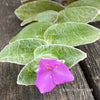 Tradescantia Sillamontana for Sale Fuzzy Leaf Tradescantia Unique Houseplant Variety Indoor Plant Shopping TOMs FLOWer CLUB Collection Exotic Plant Selection Indoor Plant Decor Easy Care Houseplant Trailing Plant Species Decorative Foliage Plant Indoor Plant Enthusiasts Stylish Plant Decor Rare and Unusual Plants Colorful Indoor Plants Succulent-Like Tradescantia Low-Maintenance Plants Trendy Indoor Greenery Exquisite Leaf Texture Leafy Green Beauties Indoor Plant Treasures