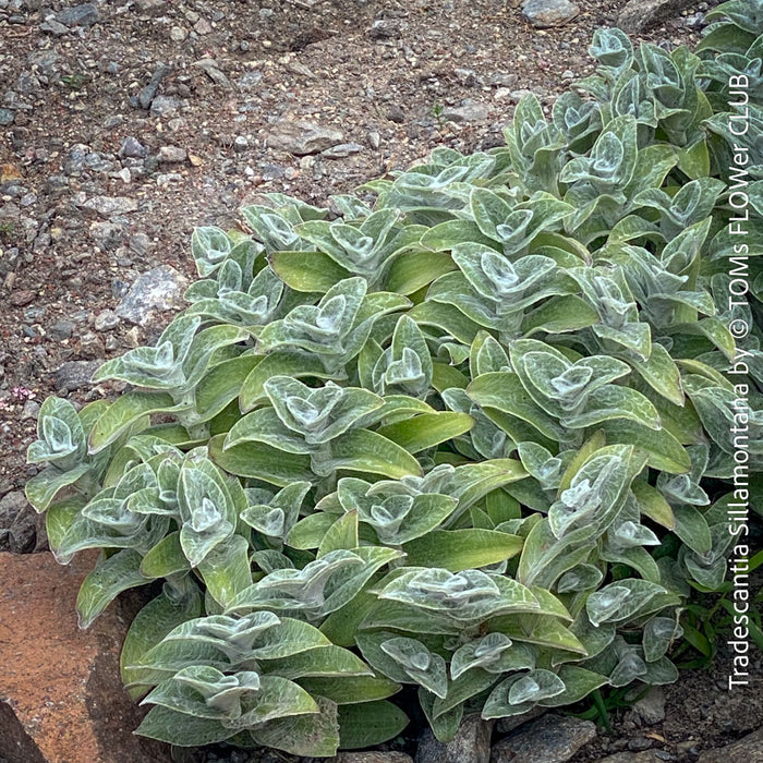 Tradescantia Sillamontana for Sale Fuzzy Leaf Tradescantia Unique Houseplant Variety Indoor Plant Shopping TOMs FLOWer CLUB Collection Exotic Plant Selection Indoor Plant Decor Easy Care Houseplant Trailing Plant Species Decorative Foliage Plant Indoor Plant Enthusiasts Stylish Plant Decor Rare and Unusual Plants Colorful Indoor Plants Succulent-Like Tradescantia Low-Maintenance Plants Trendy Indoor Greenery Exquisite Leaf Texture Leafy Green Beauties Indoor Plant Treasures