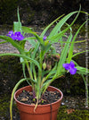 Close-up of vibrant violet-blue Tradescantia Zwanenburg Blue flowers for sale at TOMs FLOWer CLUB.
