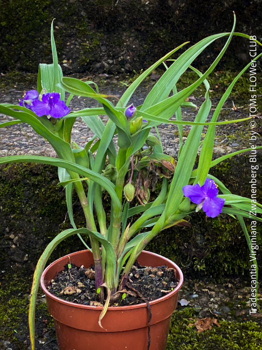 Close-up of vibrant violet-blue Tradescantia Zwanenburg Blue flowers for sale at TOMs FLOWer CLUB.
