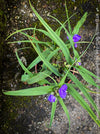 Elegant hardy perennial Tradescantia Zwanenburg Blue for sale at TOMs FLOWer CLUB with rich blue summer flowers.