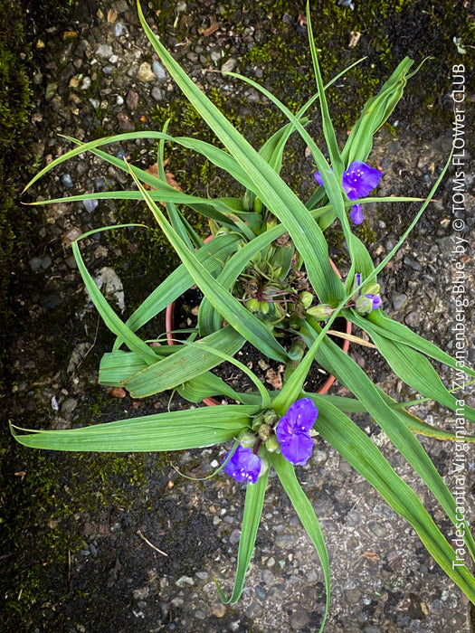 Elegant hardy perennial Tradescantia Zwanenburg Blue for sale at TOMs FLOWer CLUB with rich blue summer flowers.