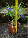 Tradescantia virginiana Zwanenburg Blue for sale at TOMs FLOWer CLUB for prairie-style and naturalistic gardens.