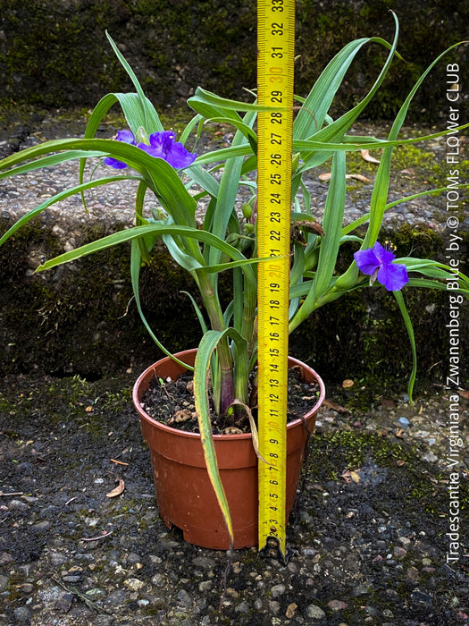 Tradescantia virginiana Zwanenburg Blue for sale at TOMs FLOWer CLUB for prairie-style and naturalistic gardens.