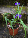 Pollinator-friendly Tradescantia Zwanenburg Blue perennial for sale at TOMs FLOWer CLUB in a sunny garden setting.