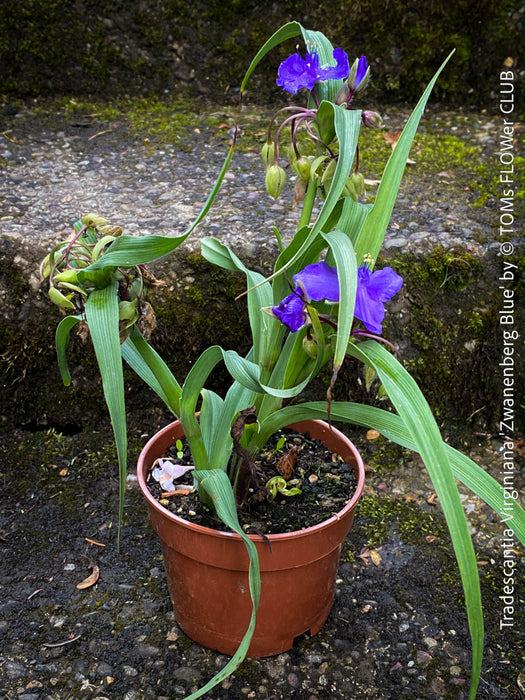 Pollinator-friendly Tradescantia Zwanenburg Blue perennial for sale at TOMs FLOWer CLUB in a sunny garden setting.
