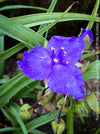 Pollinator-friendly Tradescantia Zwanenburg Blue perennial for sale at TOMs FLOWer CLUB in a sunny garden setting.