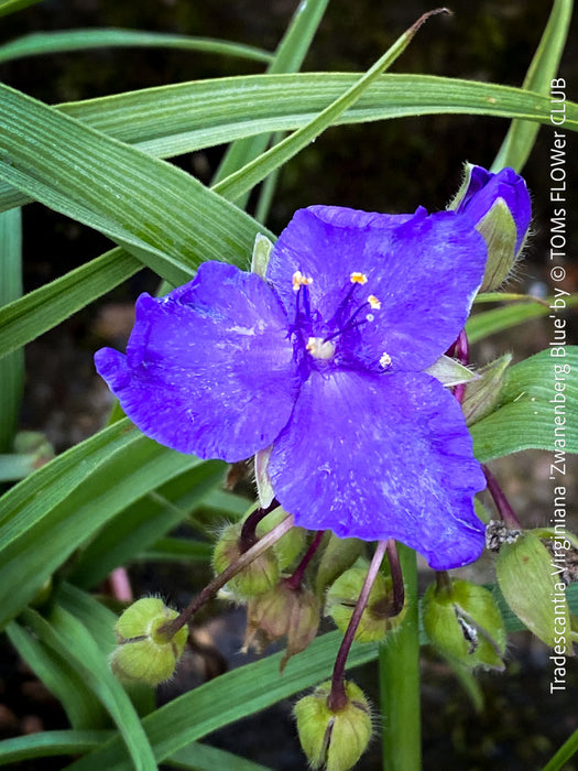Pollinator-friendly Tradescantia Zwanenburg Blue perennial for sale at TOMs FLOWer CLUB in a sunny garden setting.