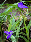 Hardy Spiderwort Tradescantia virginiana Zwanenburg Blue for sale at TOMs FLOWer CLUB with intense blue flowers.