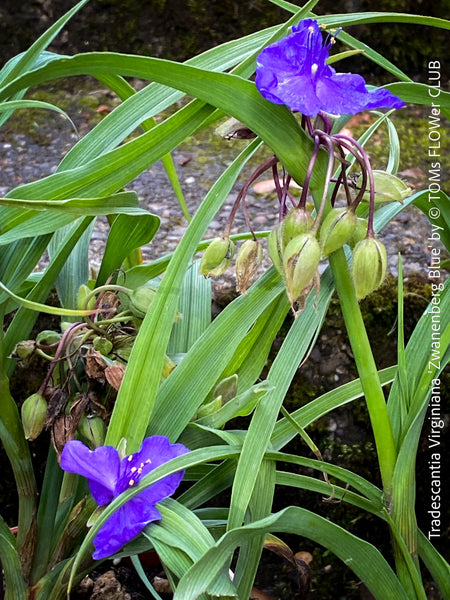 Hardy Spiderwort Tradescantia virginiana Zwanenburg Blue for sale at TOMs FLOWer CLUB with intense blue flowers.
