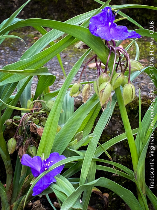 Hardy Spiderwort Tradescantia virginiana Zwanenburg Blue for sale at TOMs FLOWer CLUB with intense blue flowers.