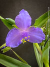 Blue flower of Tradescantia Zwanenburg Blue for sale at TOMs FLOWer CLUB with vivid violet-blue flowers in a naturalistic garden border.