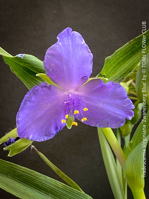 Blue flower of Tradescantia Zwanenburg Blue for sale at TOMs FLOWer CLUB with vivid violet-blue flowers in a naturalistic garden border.